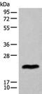 Basic Helix-Loop-Helix Family Member A9 antibody, PA5-68364, Invitrogen Antibodies, Western Blot image 