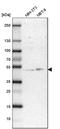 UBA Domain Containing 1 antibody, PA5-52174, Invitrogen Antibodies, Western Blot image 