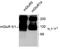 Glutamate Metabotropic Receptor 5 antibody, AP08693PU-N, Origene, Western Blot image 