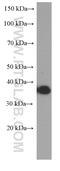 CD20 antibody, 60271-1-Ig, Proteintech Group, Western Blot image 