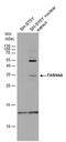 Biorientation Of Chromosomes In Cell Division 1 Like 1 antibody, PA5-40107, Invitrogen Antibodies, Western Blot image 