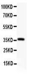 Alpha Fetoprotein antibody, LS-C343966, Lifespan Biosciences, Western Blot image 