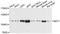 Myeloid zinc finger 1 antibody, abx126213, Abbexa, Western Blot image 
