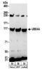 Ubiquitination Factor E4A antibody, NBP2-32200, Novus Biologicals, Western Blot image 
