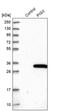 Phosphatidylinositol Glycan Anchor Biosynthesis Class X antibody, PA5-56134, Invitrogen Antibodies, Western Blot image 