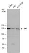Sp3 Transcription Factor antibody, LS-C311912, Lifespan Biosciences, Western Blot image 