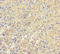 Yippee Like 3 antibody, A57321-100, Epigentek, Immunohistochemistry paraffin image 