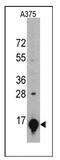 HPL antibody, AM11026SU-N, Origene, Western Blot image 