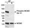 Minichromosome Maintenance Complex Component 2 antibody, A300-117A, Bethyl Labs, Western Blot image 