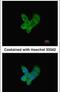 Complement C9 antibody, PA5-29093, Invitrogen Antibodies, Immunofluorescence image 