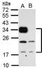 p33 antibody, PA5-29395, Invitrogen Antibodies, Western Blot image 