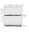 Akt antibody, MA5-14916, Invitrogen Antibodies, Western Blot image 