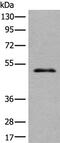 Transmembrane Protein 121B antibody, PA5-68394, Invitrogen Antibodies, Western Blot image 