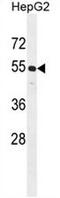 Cyclin J Like antibody, AP50819PU-N, Origene, Western Blot image 