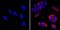 LIN28A antibody, MA1-016-D550, Invitrogen Antibodies, Immunofluorescence image 