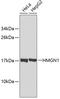 HMGN1 antibody, 18-593, ProSci, Western Blot image 