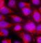 Complement C6 antibody, orb213624, Biorbyt, Immunocytochemistry image 