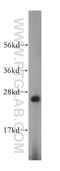 Yip1 Domain Family Member 4 antibody, 15473-1-AP, Proteintech Group, Western Blot image 