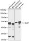 Dihydrolipoamide S-Succinyltransferase antibody, 14-898, ProSci, Western Blot image 