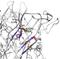 Purinergic Receptor P2X 2 antibody, orb6565, Biorbyt, Immunohistochemistry paraffin image 
