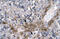 Zinc Finger Protein 365 antibody, 27-538, ProSci, Immunohistochemistry paraffin image 