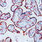 Clathrin Light Chain A antibody, LS-C87670, Lifespan Biosciences, Immunohistochemistry paraffin image 