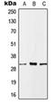 Myeloid Leukemia Factor 1 antibody, orb214248, Biorbyt, Western Blot image 