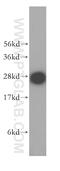U2 small nuclear ribonucleoprotein A antibody, 17368-1-AP, Proteintech Group, Western Blot image 