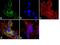 Internexin Neuronal Intermediate Filament Protein Alpha antibody, 32-3600, Invitrogen Antibodies, Immunofluorescence image 