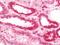 Ferrochelatase, mitochondrial antibody, orb197933, Biorbyt, Immunohistochemistry paraffin image 