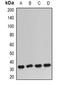 Beta-Ala-His dipeptidase antibody, orb378004, Biorbyt, Western Blot image 