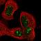 Protein FAN antibody, HPA023151, Atlas Antibodies, Immunocytochemistry image 
