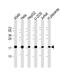 COMM domain-containing protein 1 antibody, PA5-49542, Invitrogen Antibodies, Western Blot image 