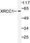 DNA repair protein XRCC1 antibody, AP06480PU-N, Origene, Western Blot image 