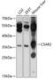 Complement Component 5a Receptor 2 antibody, 13-742, ProSci, Western Blot image 