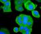 Mitogen-Activated Protein Kinase Kinase Kinase 5 antibody, NBP2-67481, Novus Biologicals, Immunocytochemistry image 