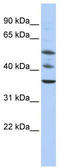 Tripartite Motif Containing 68 antibody, TA345236, Origene, Western Blot image 