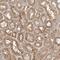 Meiosis Specific With Coiled-Coil Domain antibody, NBP1-83495, Novus Biologicals, Immunohistochemistry frozen image 
