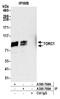 CREB Regulated Transcription Coactivator 1 antibody, A300-769A, Bethyl Labs, Immunoprecipitation image 