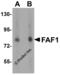 Fas Associated Factor 1 antibody, 3993, ProSci Inc, Western Blot image 