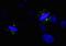 Aurora Kinase A antibody, IHC-00062, Bethyl Labs, Immunofluorescence image 