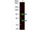 Mouse IgG antibody, PA1-28555, Invitrogen Antibodies, Western Blot image 