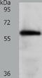 WD Repeat Domain 1 antibody, TA321857, Origene, Western Blot image 