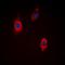 Vinculin antibody, orb304657, Biorbyt, Immunofluorescence image 