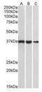 Rho GTPase Activating Protein 45 antibody, orb12381, Biorbyt, Western Blot image 