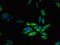 Free Fatty Acid Receptor 3 antibody, A62582-100, Epigentek, Immunofluorescence image 