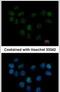 Structural Maintenance Of Chromosomes 1B antibody, PA5-22199, Invitrogen Antibodies, Immunofluorescence image 