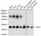 U2 Small Nuclear RNA Auxiliary Factor 1 antibody, 14-831, ProSci, Western Blot image 