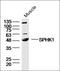 Sphingosine Kinase 1 antibody, orb7002, Biorbyt, Western Blot image 