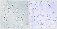 PPARG Related Coactivator 1 antibody, abx014708, Abbexa, Western Blot image 